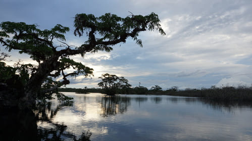 Amazonie