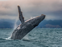 Baleine Puerto Lopez