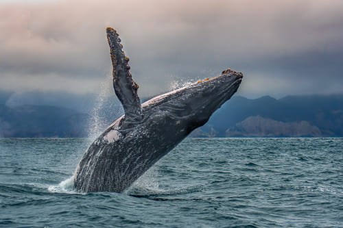 Baleine Puerto Lopez