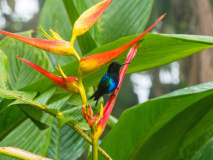 Colibri