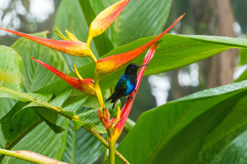Colibri