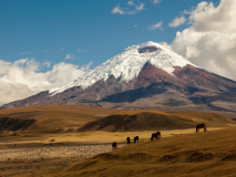 Chevaux au pied du Cotopaxi