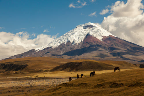 Chevaux au pied du Cotopaxi