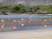 Flamants rose