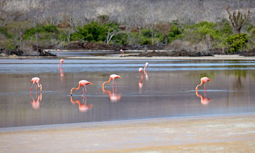 Flamants rose