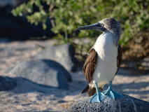 Fou à pieds bleus