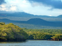 Mangroves