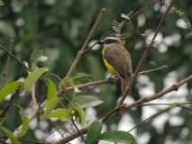 Oiseau Amazonie