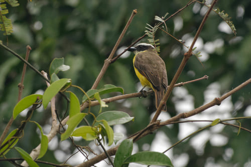 Oiseau Amazonie