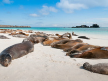 Otaries sur la plage