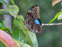 Papillon Amazonie