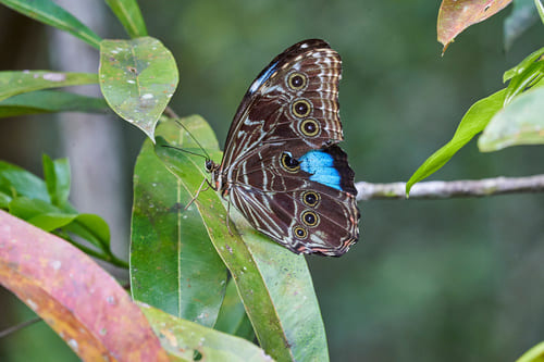 Papillon Amazonie