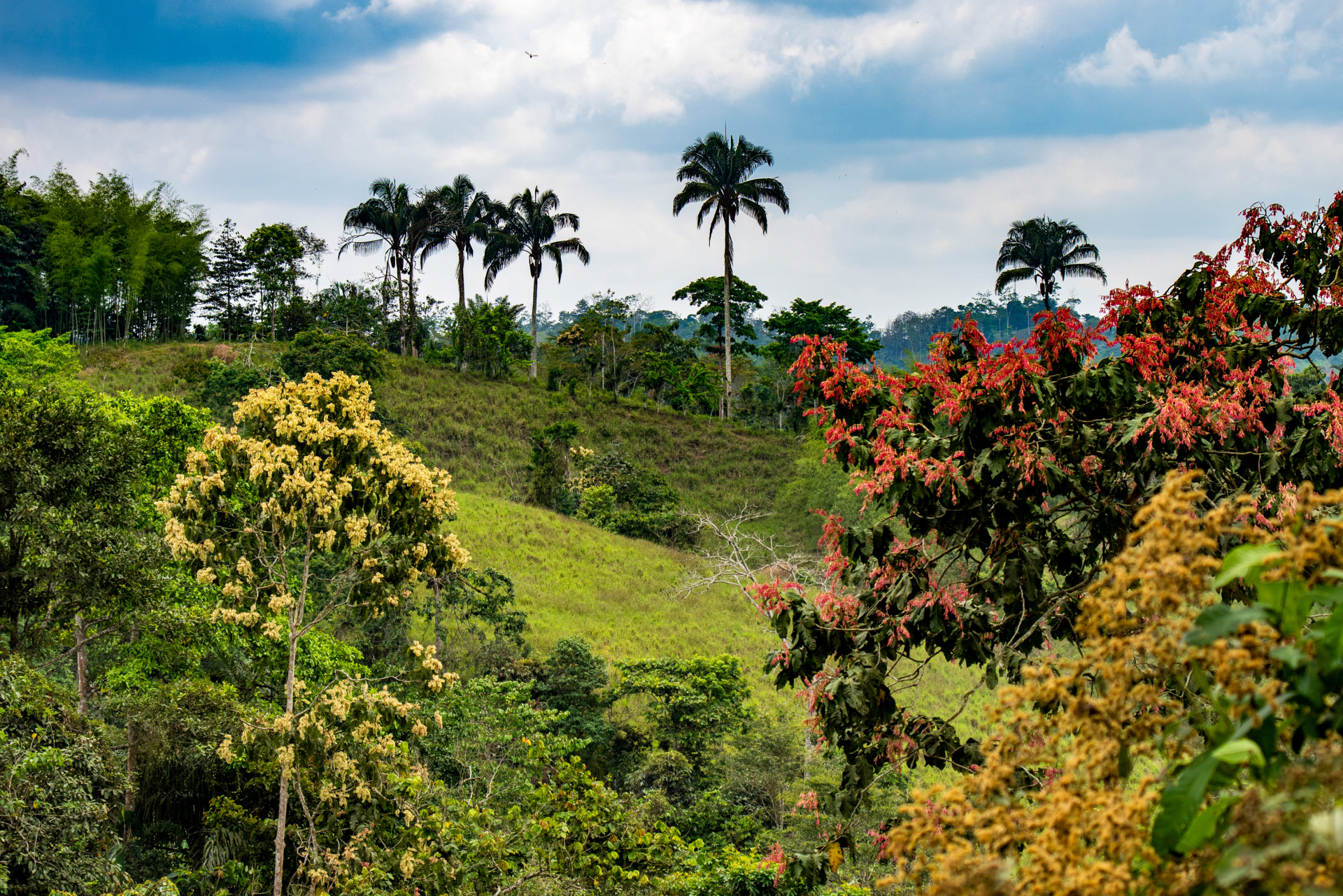 reserve-mashpi-equateur