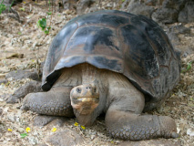 Tortue Géante