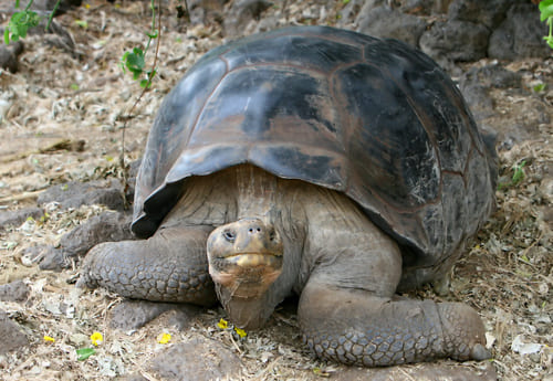 Tortue Géante