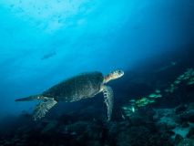 Tortue de mer