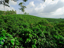 Plantation de café