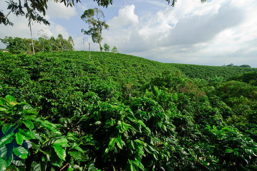 Plantation de café