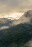 Forêt de nuages