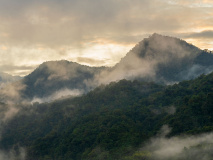 Forêt de nuages