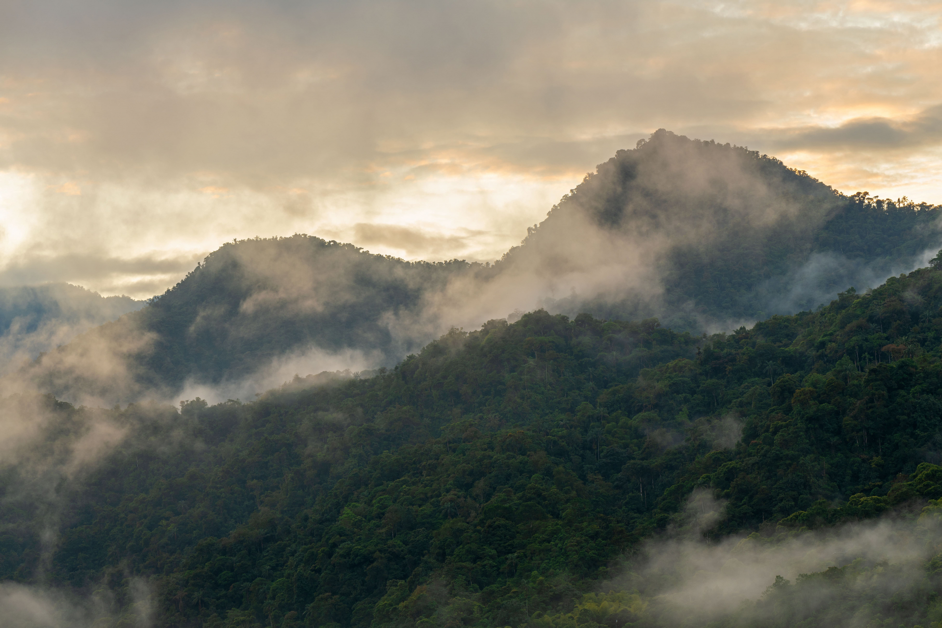 Forêt de nuages