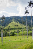 Vallée de Cocora