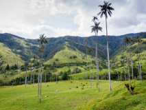 Vallée de Cocora