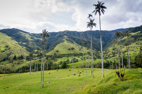 Vallée de Cocora