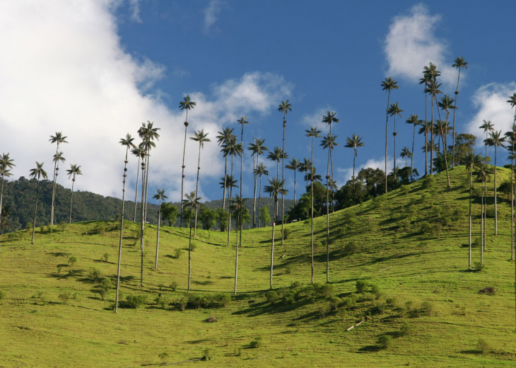 vallee-de-cocora-combine-equateur-colombie