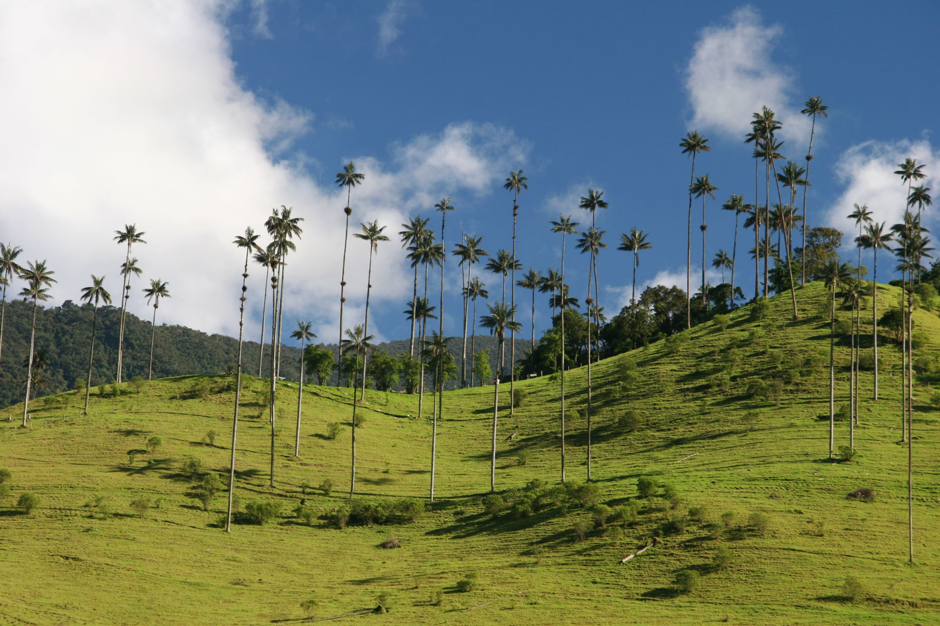 vallee-de-cocora-combine-equateur-colombie