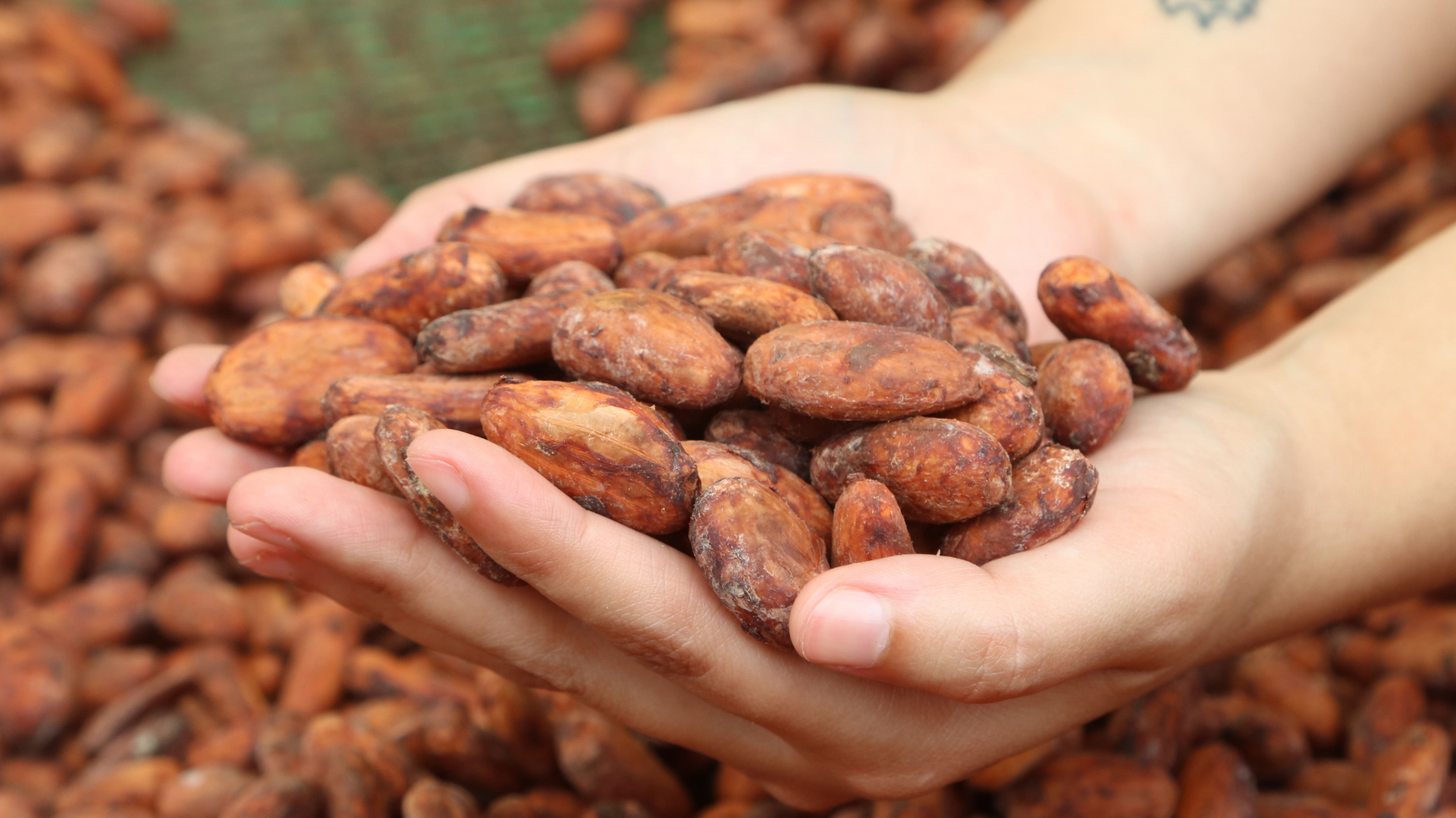 chocolat-equateur-entre-amis