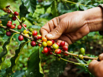 Ferme de café en Equateur