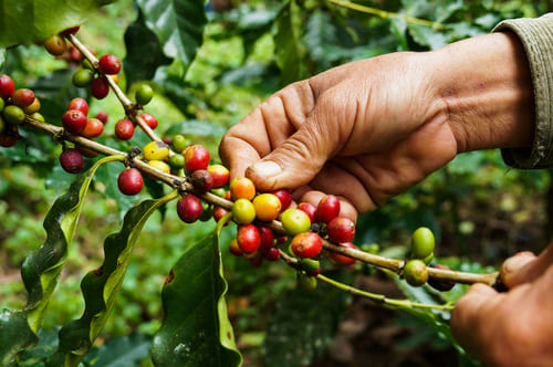 Ferme de café en Equateur