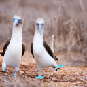 Oiseaux-equateur