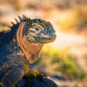 Iguane Equateur