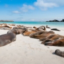 Lion de mer Galapagos