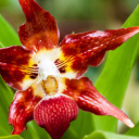 Orchidée Mindo - Equateur