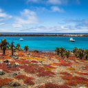 Plaza Sur - Galapagos