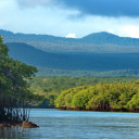 Mangrove des Galápagos