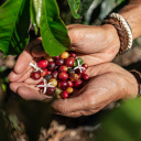 Producteur de café en Equateur