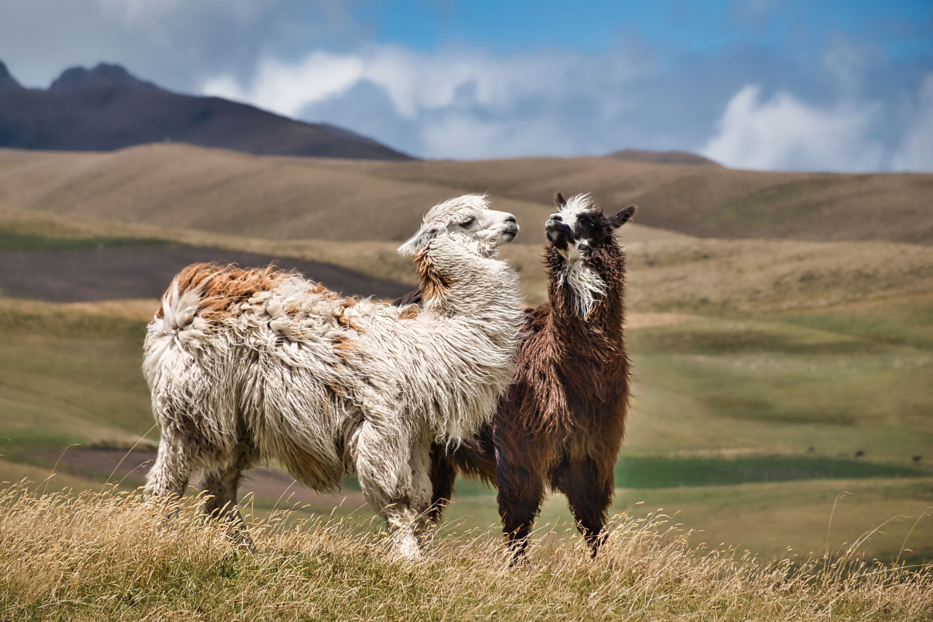 couple-lama-a-deux