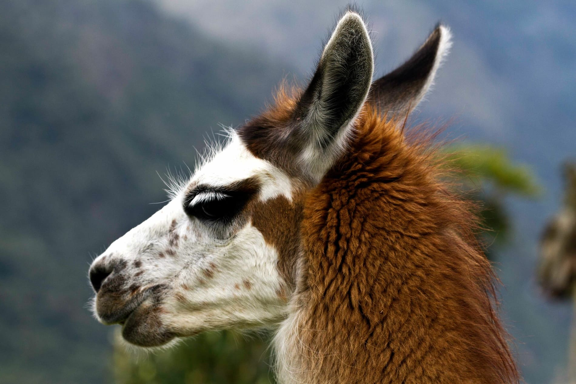 Lamas - Equateur