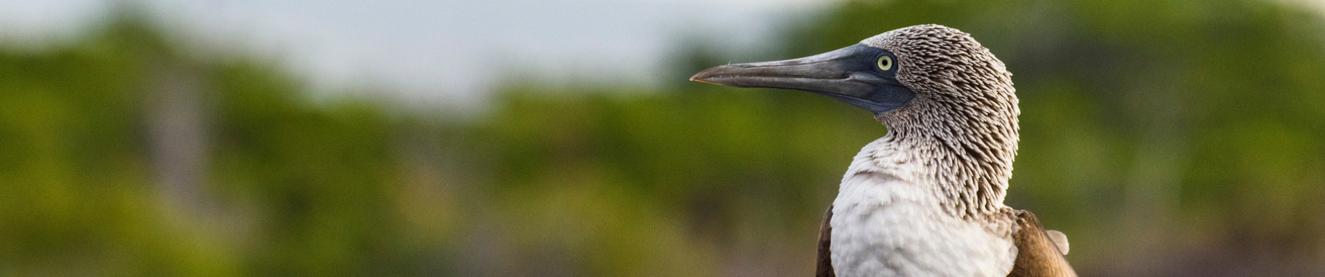 Oiseau pieds bleus