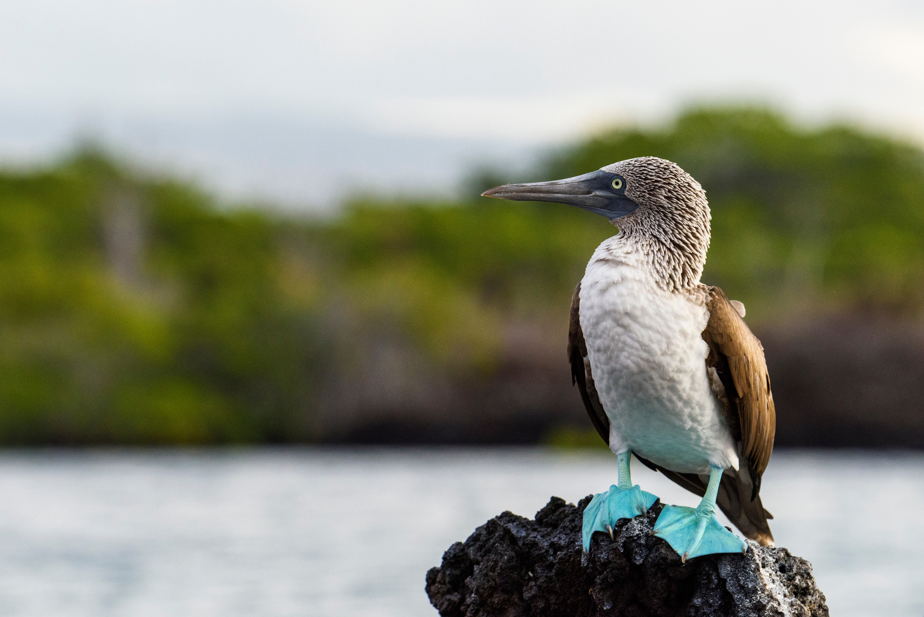 Oiseau pieds bleus