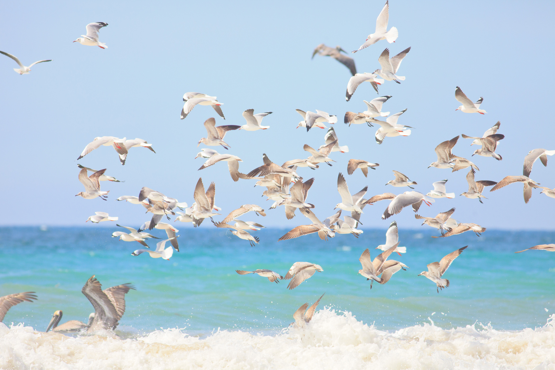 Oiseaux Equateur
