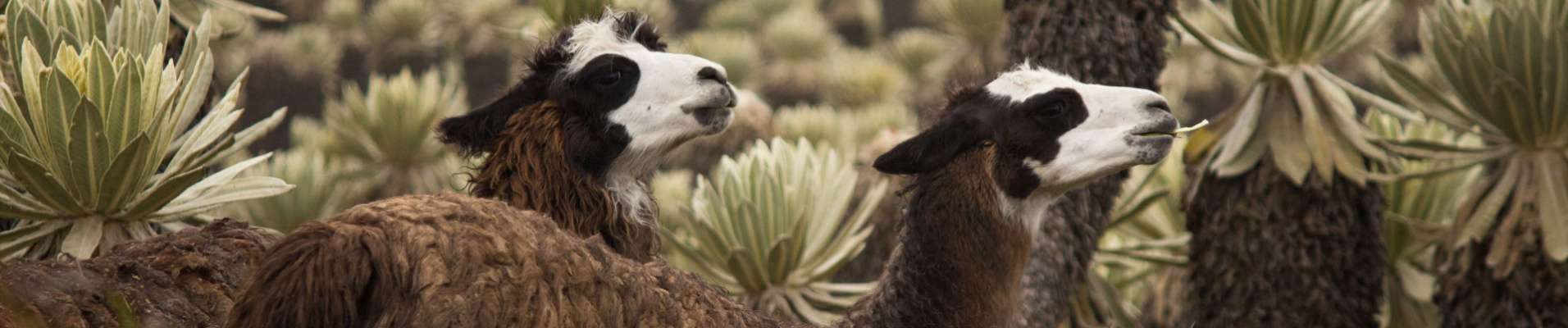 que-voir-et-que-faire-en-equateur