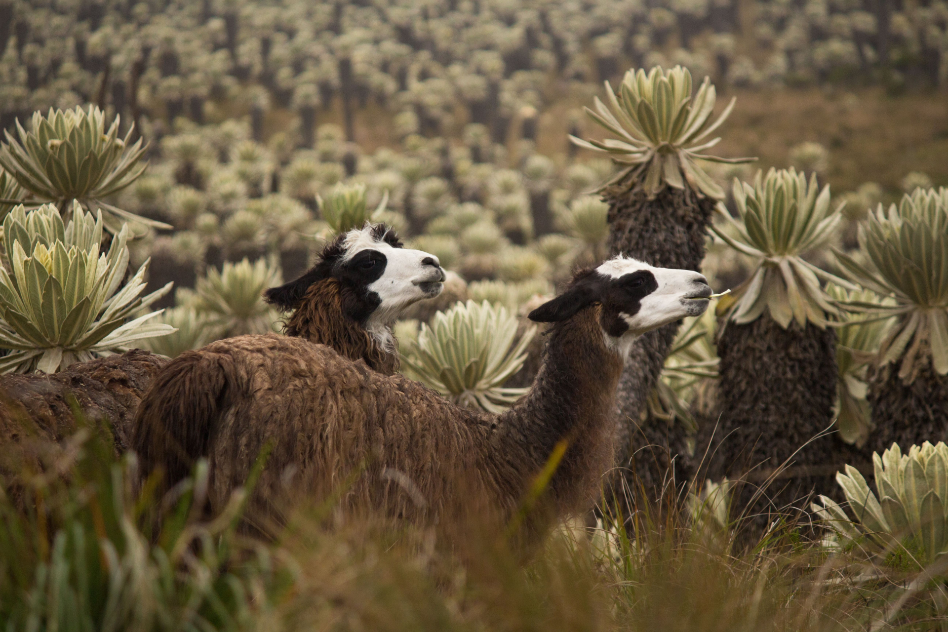 que-voir-et-que-faire-en-equateur