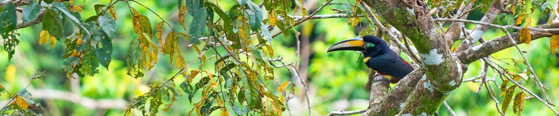 yasuni-national-park-equateur