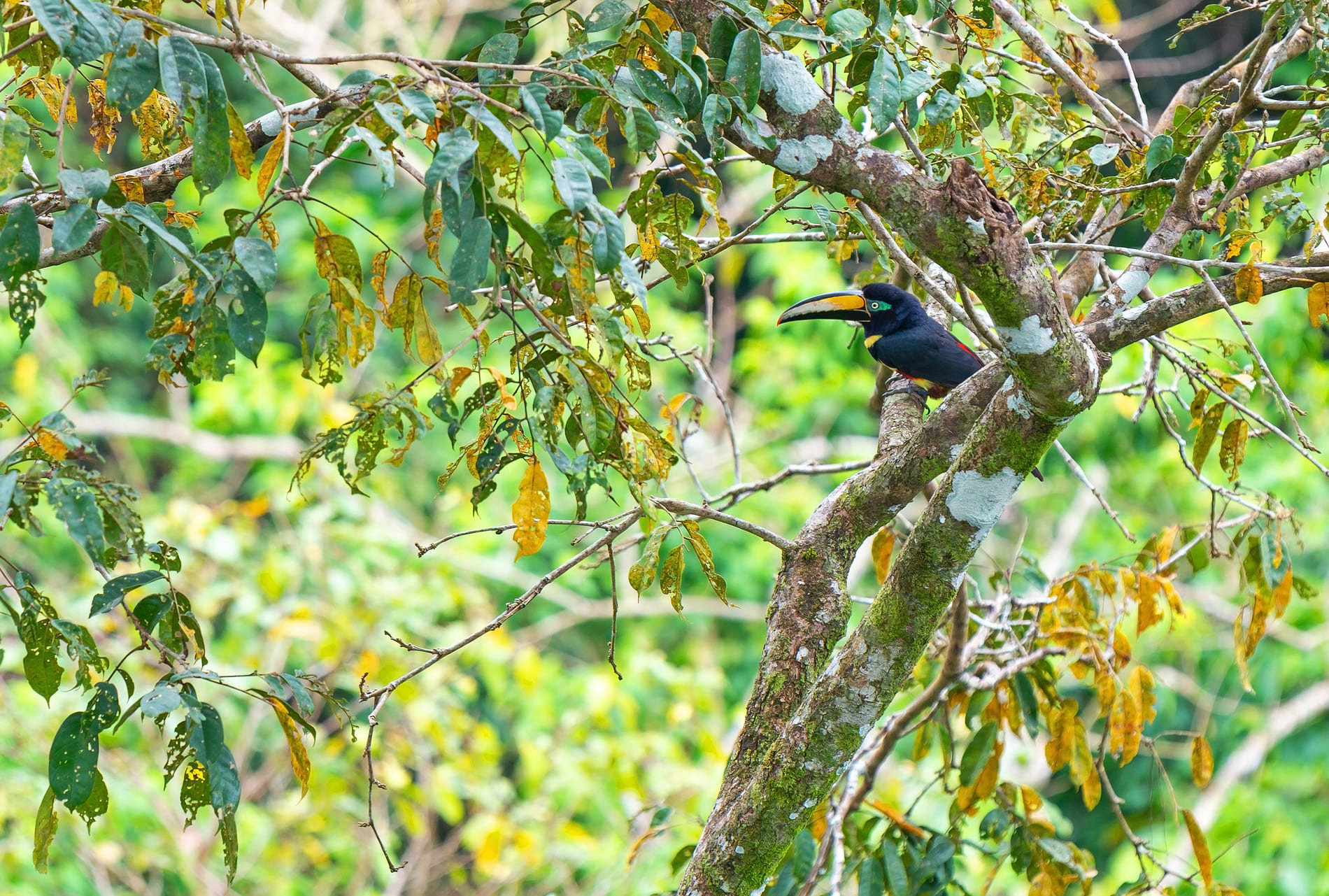 yasuni-national-park-equateur